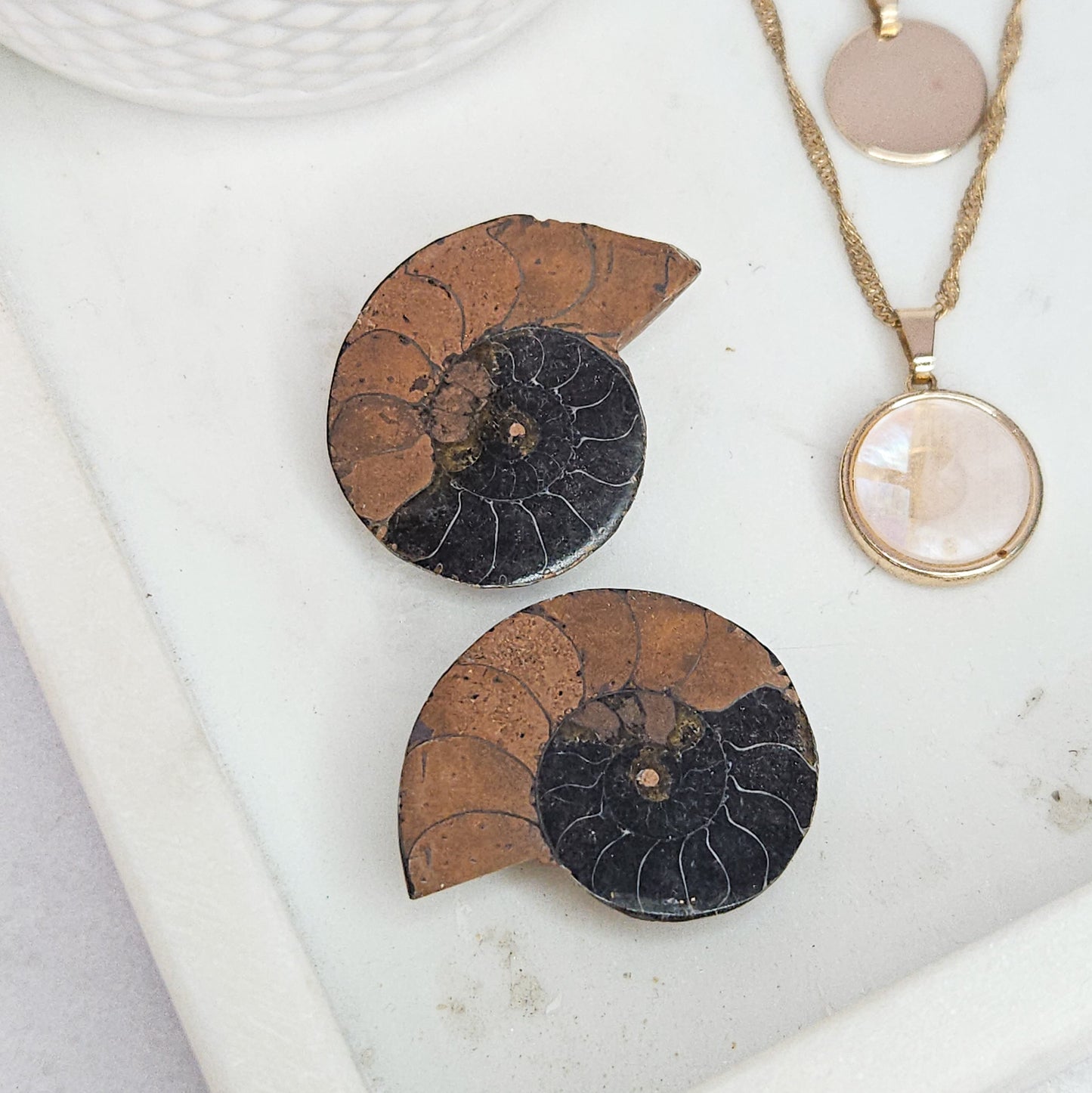 Ammonite Fossil Pair