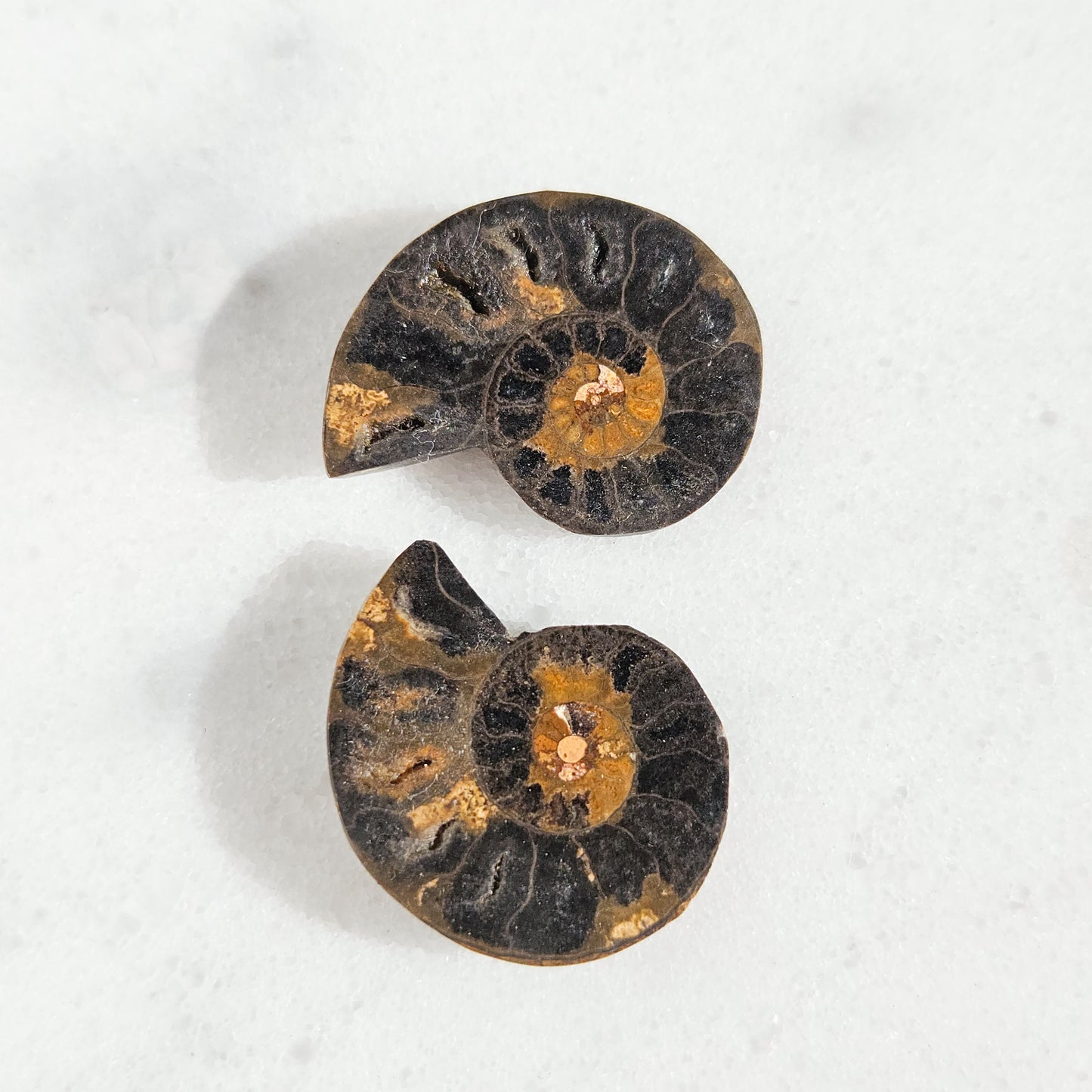 Ammonite Fossil Pair