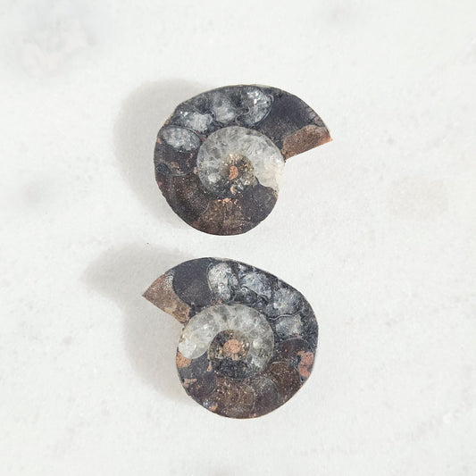 Ammonite Fossil Pair