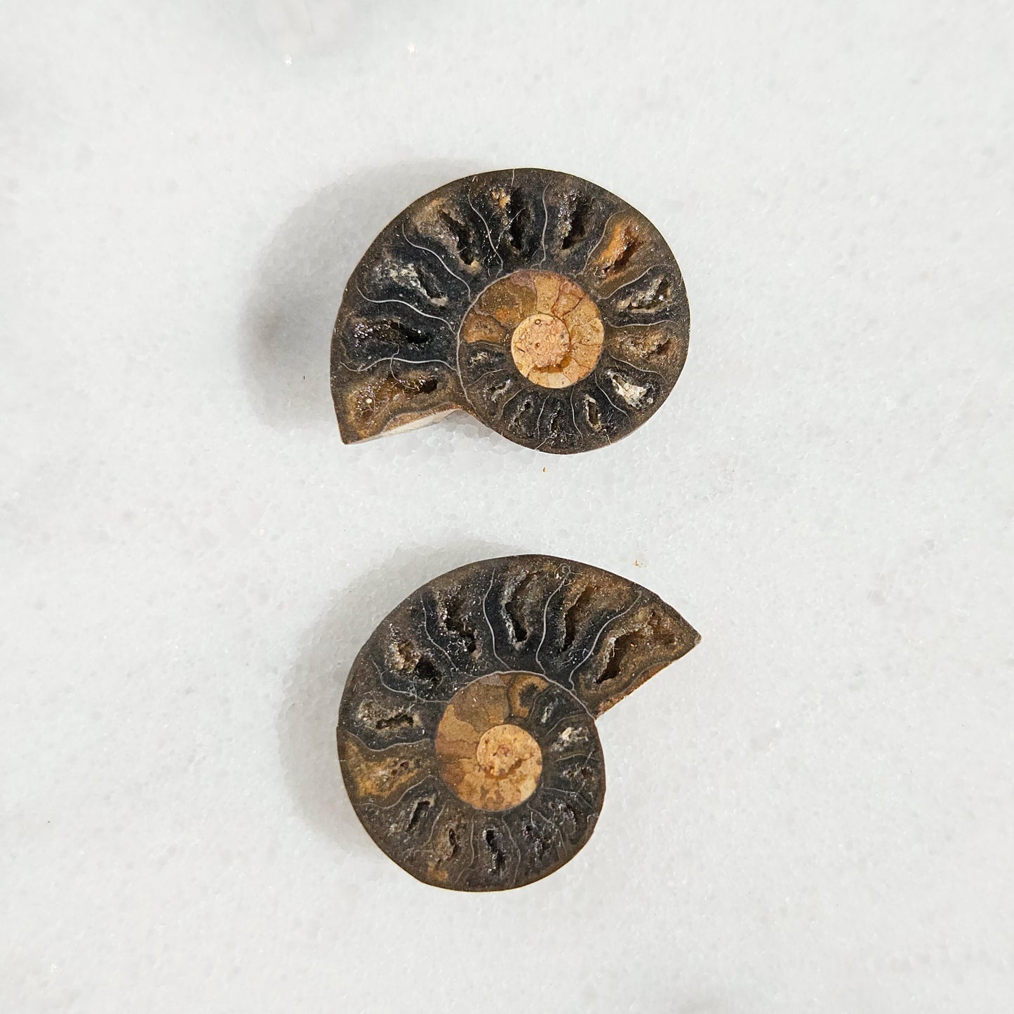 Ammonite Fossil Pair