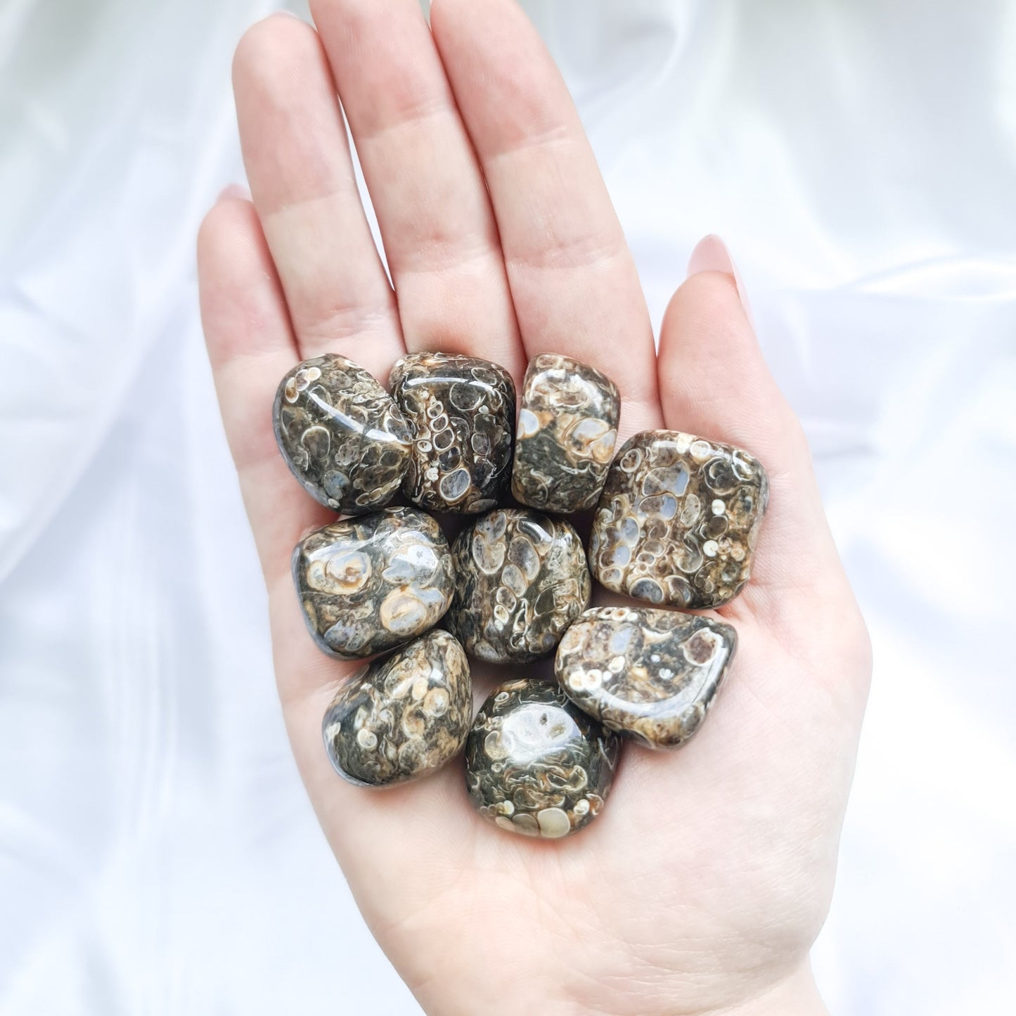 Turritella Agate Tumbled Stones